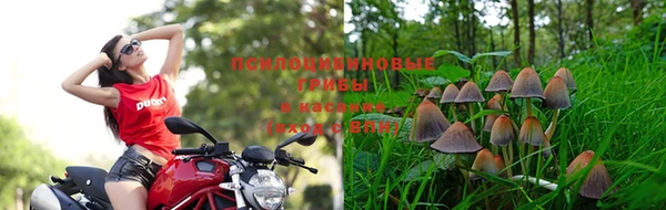 сатива Алзамай